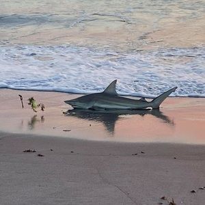 Meet your Posher, Melisa